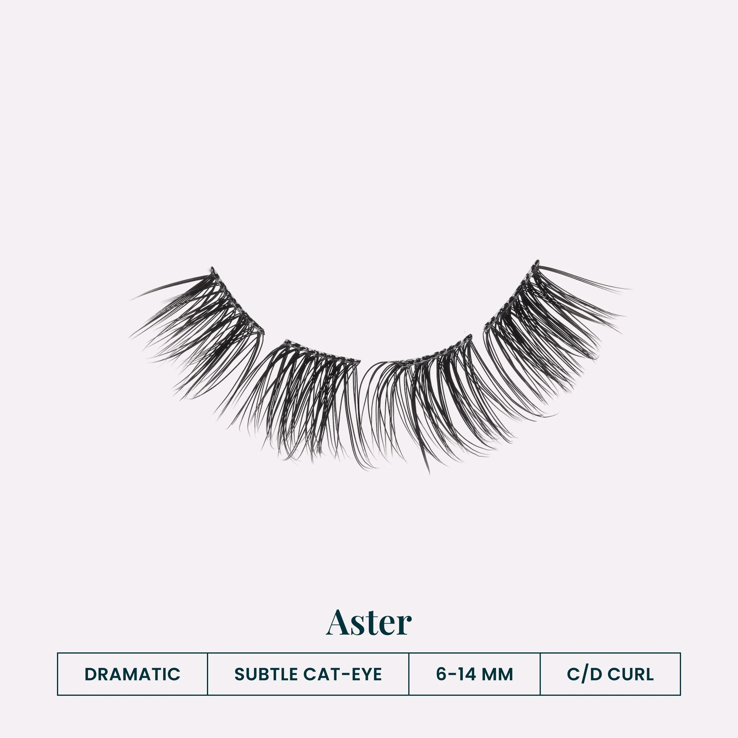 Aster - Image 3